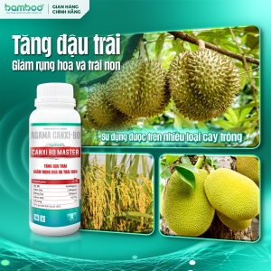 canxi-bo-master-chai-1-lit