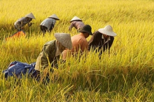 nong-dan-mien-tay-mung-ron-vi-trung-mua-lai-duoc-gia