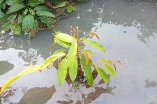 vuon-sau-rieng-ra-trai-nghich-vu-bi-ngap-nuoc-nong-dan-dong-thap-xu-ly-the-nao