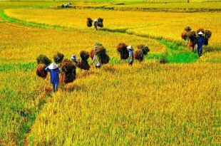 quy-trinh-trong-lua-7-buoc-quan-trong-nha-nong-can-ghi-nho