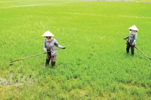 huong-dan-cham-soc-ma-va-gieo-cay-lua-vu-xuan