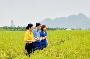 quy-trinh-trong-lua-nuoc-nang-suat-cao-chi-tu-6-giai-doan