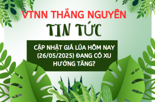 gia-lua-hom-nay-26052025-tai-dong-thap-va-cac-tinh-dong-bang-song-cuu-long