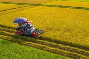 can-phat-trien-giong-lua-chat-luong-va-thuong-hieu-gao-chung-cua-viet-nam